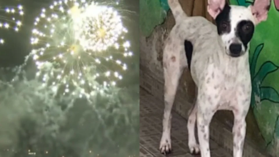 Barulho de fogos de artifício causa morte de animais; Quadro ‘Meu Amigão’: conheça emocionante história do cãozinho ‘Gil’