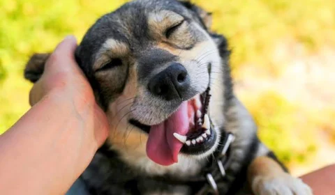 Evento ‘Um sonho pet’ vai sortear ração para animais carentes nesta quinta (23)
