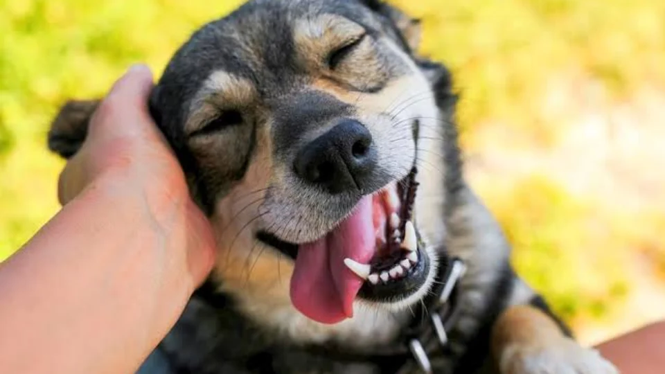 Evento ‘Um sonho pet’ vai sortear ração para animais carentes nesta quinta (23)