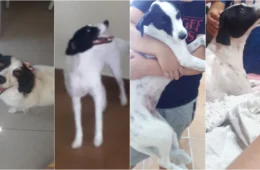 Família pede ajuda para encontrar pet desaparecido no bairro planalto