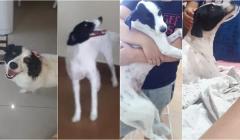 Família pede ajuda para encontrar pet desaparecido no bairro planalto