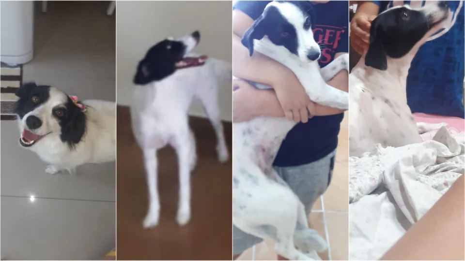 Família pede ajuda para encontrar pet desaparecido no bairro planalto