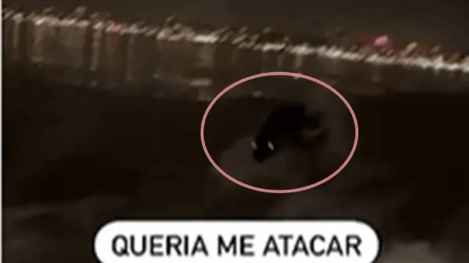 VEJA VÍDEO: Homem foge de criatura misteriosa em barco; “Queria me atacar”