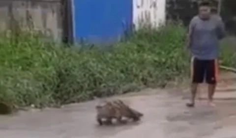 Jacaré anda em rua de Manaus e assusta moradores; veja vídeo