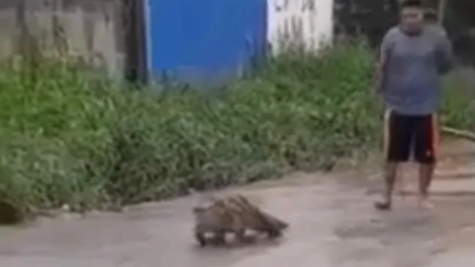 Jacaré anda em rua de Manaus e assusta moradores; veja vídeo