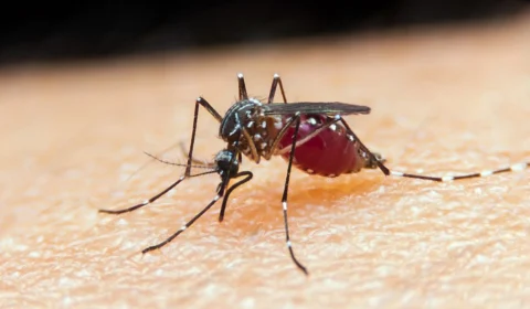 <strong>Doenças negligenciadas têm&nbsp;aumento em taxa de&nbsp;mortalidade</strong>