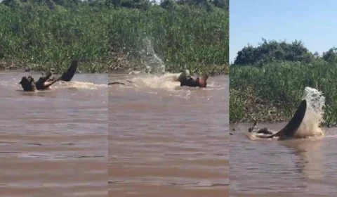 Imagens! onça abocanha e ataca jacaré na frente de turistas no Pantanal