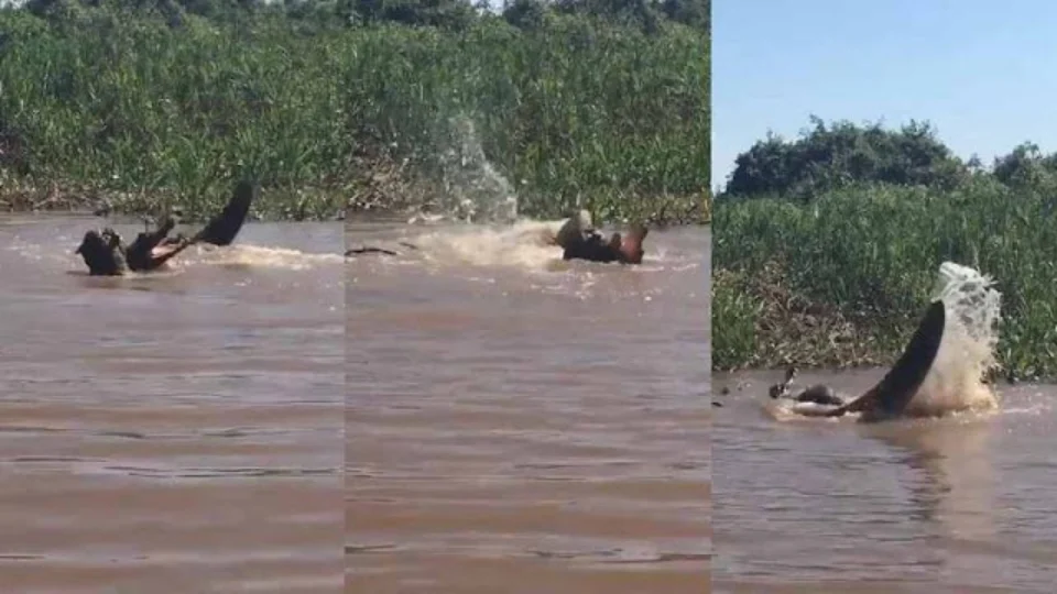 Imagens! onça abocanha e ataca jacaré na frente de turistas no Pantanal