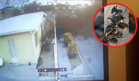 Câmeras registram fenômeno raro que provoca morte de centenas de pássaros; Veja!