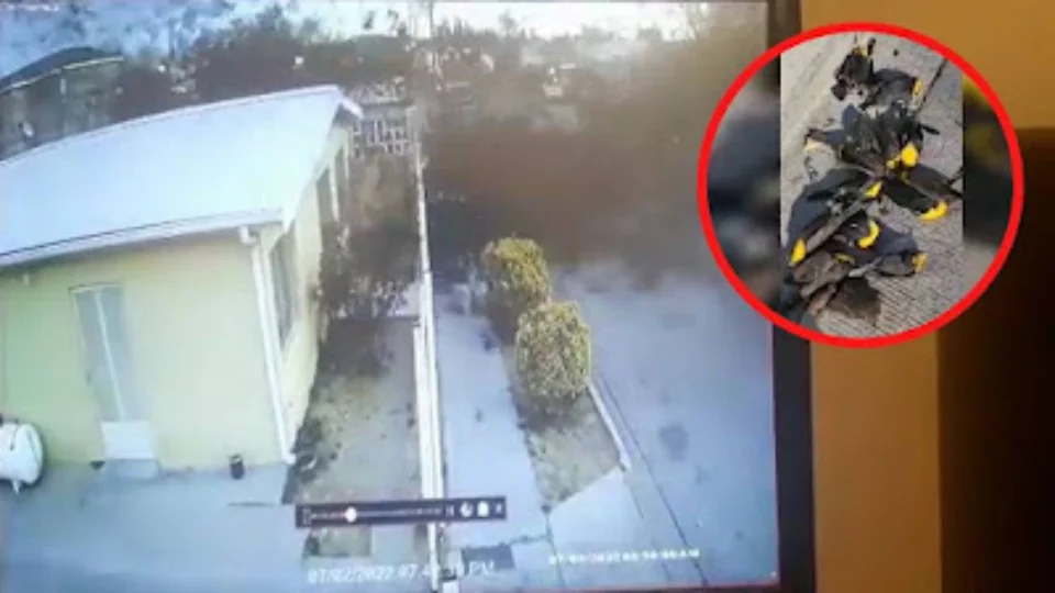 Câmeras registram fenômeno raro que provoca morte de centenas de pássaros; Veja!