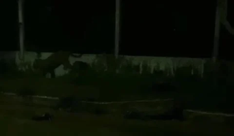 Veja vídeo! Onça aparece andando próximo do aeroporto de Tefé