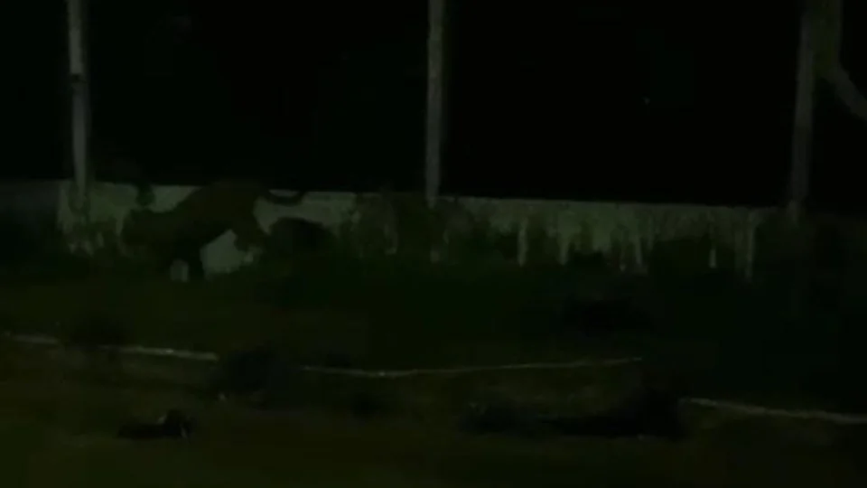 Veja vídeo! Onça aparece andando próximo do aeroporto de Tefé