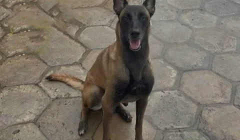 Cadela policial é morta por onça durante buscas por desaparecidos em Urucará