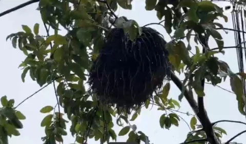 Moradores do bairro Alvorada pedem ajuda para resgate de bicho preguiça