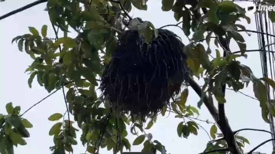 Moradores do bairro Alvorada pedem ajuda para resgate de bicho preguiça