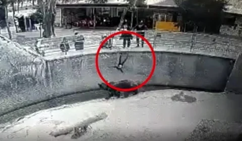 Mãe é presa acusada de jogar filha de 3 anos em jaula de urso; VÍDEO