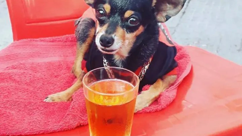 Morre Mike Tyson, o cachorro da Alvorada