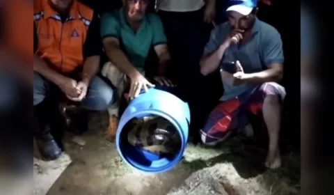 Cobra de 5 metros é resgatada após matar dois cães; veja