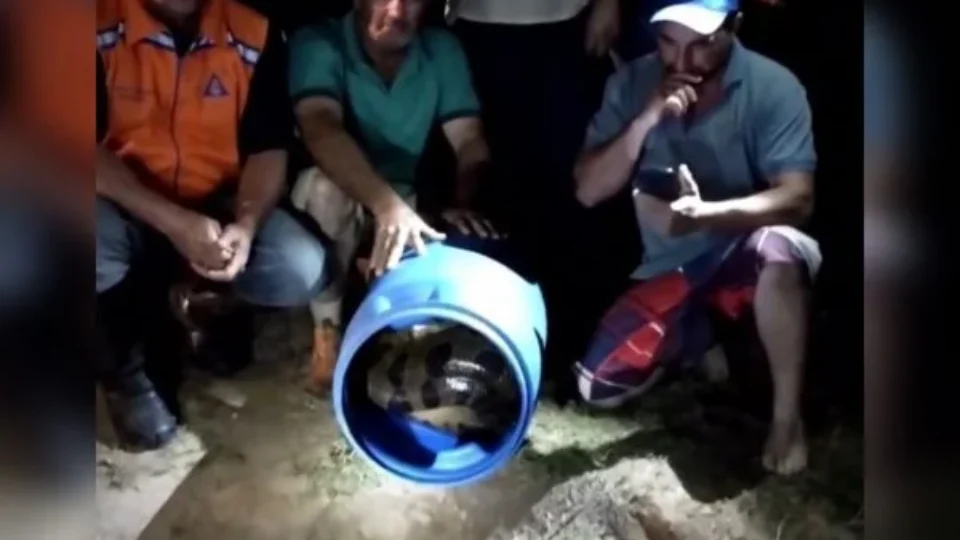 Cobra de 5 metros é resgatada após matar dois cães; veja