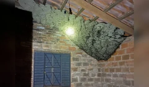 Mulher encontra caixa de marimbondo gigante dentro de casa; veja vídeo