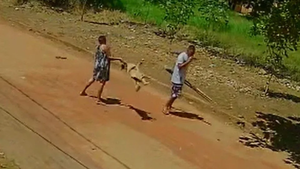 VEJA VÍDEO: Idosa arremessa cachorro no chão após animal fugir de casa