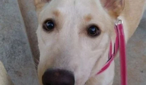 Cadelinha faz birra durante passeio e diverte internautas; veja vídeo