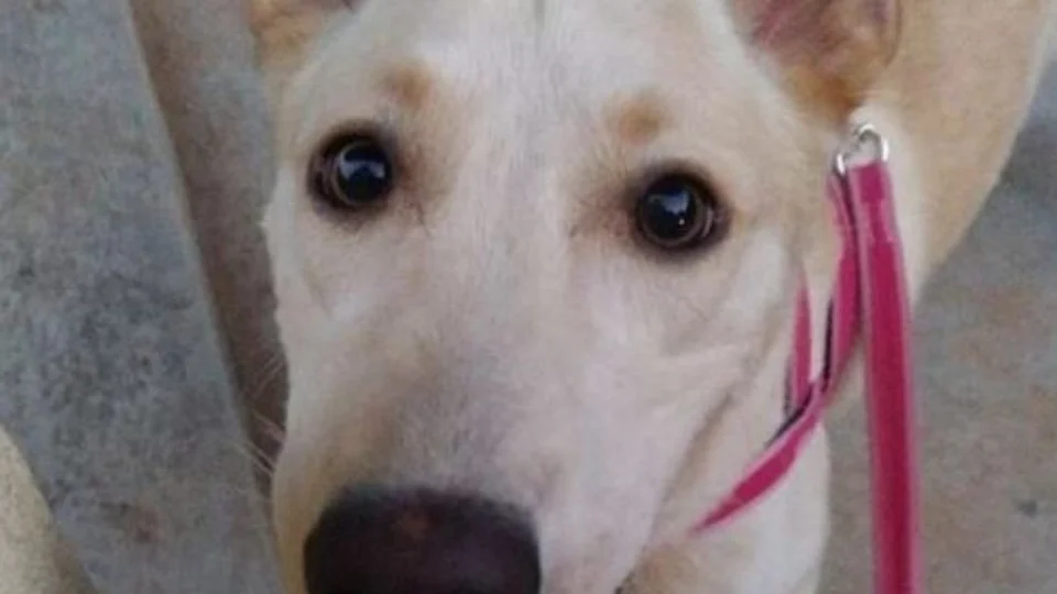 Cadelinha faz birra durante passeio e diverte internautas; veja vídeo