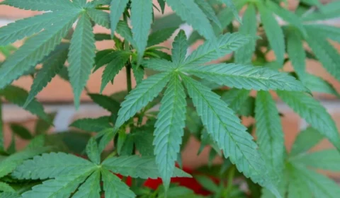 Empresa lança investimento em maconha a partir de R$ 100