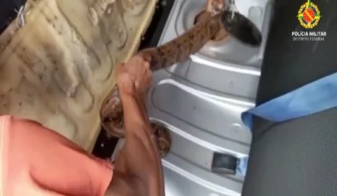 Veja vídeo! jiboia é encontrada dentro de tanque de combustível de carro