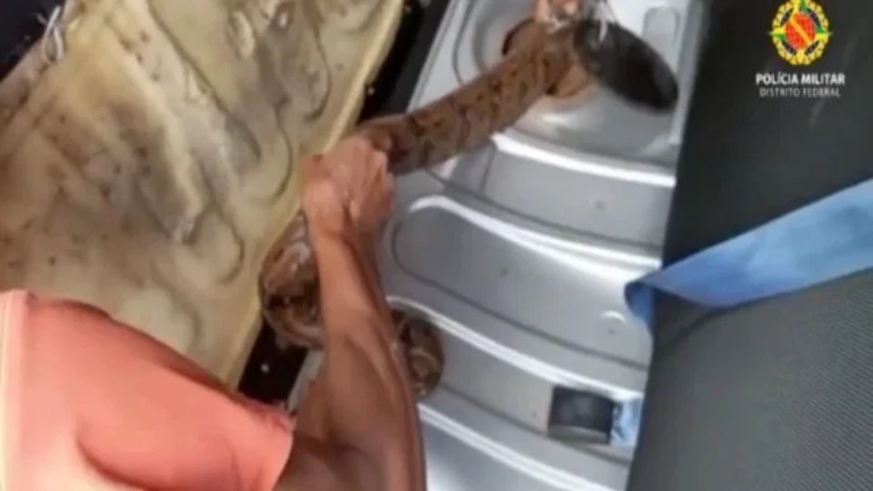 Veja vídeo! jiboia é encontrada dentro de tanque de combustível de carro