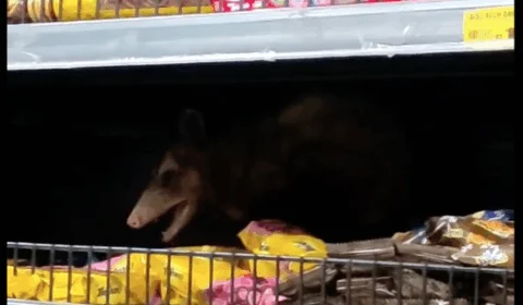 Mucura aparece em supermercado de Manaus; veja vídeo
