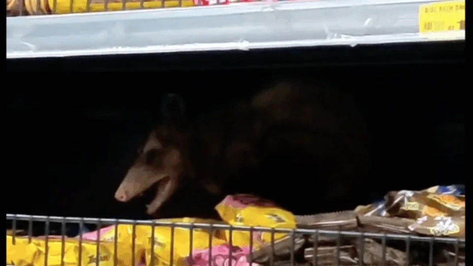 Mucura aparece em supermercado de Manaus; veja vídeo
