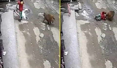 Criança é atacada e arrastada por macaco na China; veja vídeo
