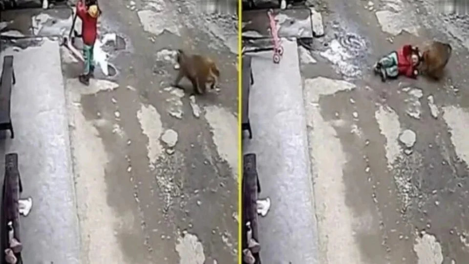 Criança é atacada e arrastada por macaco na China; veja vídeo