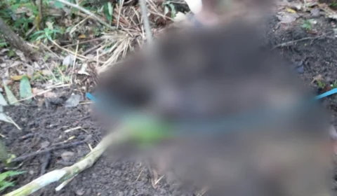 IMAGENS FORTES: corpo de homem decapitado é encontrado no interior do AM