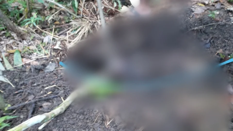 IMAGENS FORTES: corpo de homem decapitado é encontrado no interior do AM