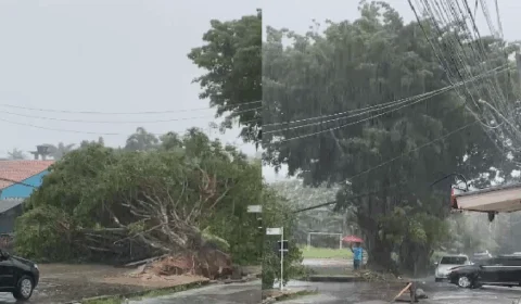Árvore cai durante forte chuva em Manaus nesta sexta; veja vídeos
