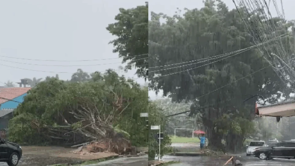 Árvore cai durante forte chuva em Manaus nesta sexta; veja vídeos