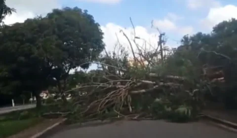 Árvore de grande porte cai e atinge casa; veja momento