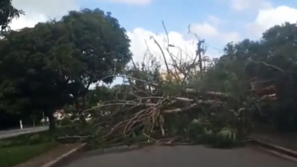Árvore de grande porte cai e atinge casa; veja momento