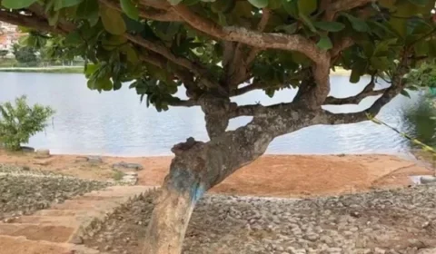 Cabeça de mulher é encontrada em tronco de árvore