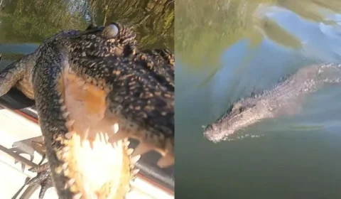 Crocodilo faminto pula em barco e tenta atacar pescadores; vídeo