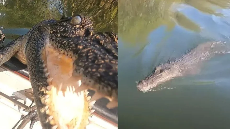 Crocodilo faminto pula em barco e tenta atacar pescadores; vídeo