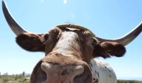 Dia do corno? veja data em 1º lugar no topo de pesquisas
