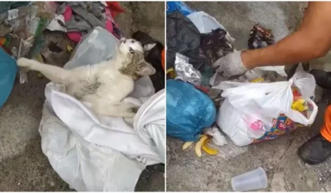 Veja vídeo: gato é encontrado vivo por garis em saco de lixo