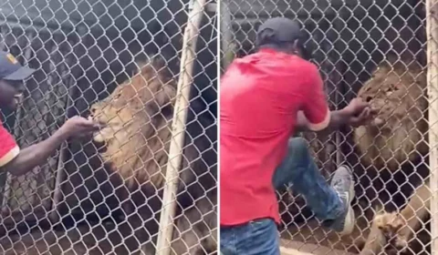 Leão morde tratador na frente de visitantes em zoológico