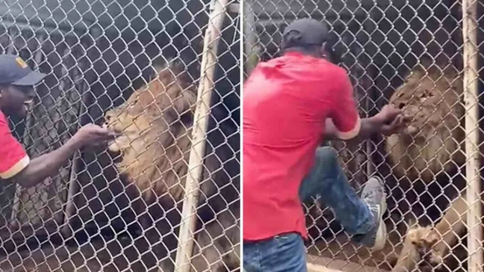 Leão morde tratador na frente de visitantes em zoológico