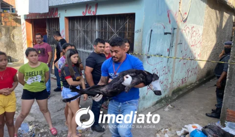 Cachorro baleado em beco do Japiim é socorrido