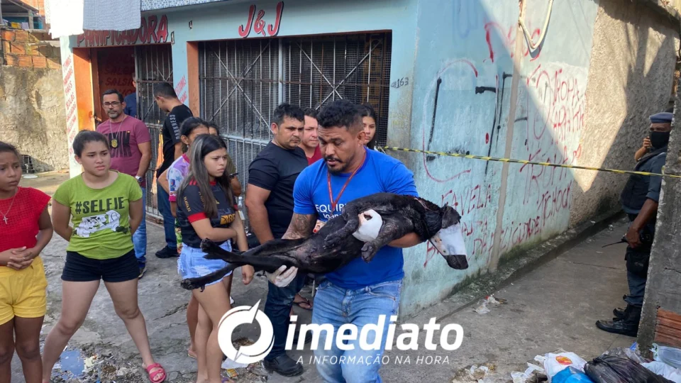 Cachorro baleado em beco do Japiim é socorrido
