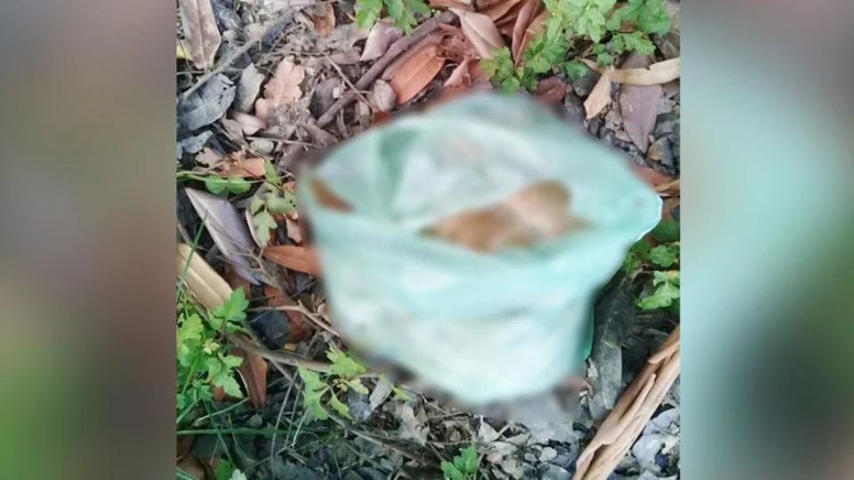 Vísceras encontradas podem ser de garoto que caiu de jet ski